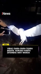 Viral warga menembak mati burung hantu di sebuah dusun di Kecamatan Tasifeto Barat, Kabupaten Belu, Nusa Tenggara Timur (NTT). Burung tersebut ditembak menggunakan senapan angin hingga mati pada Rabu (14/1/2026) malam. "Ini yang selalu mengganggu ketika kita tidur malam. Sudah kelewat batas mengganggu sekali. Dari mana kau datang. Kau terlalu mengganggu sekali. Bikin kita gelisah tidak tidur malam terus," ujar seorang warga dalam video. Saat ini, terduga pelaku diproses hukum atas dugaan pengani