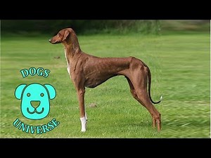 AZAWAKH ► Characteristics and temperament 🐶