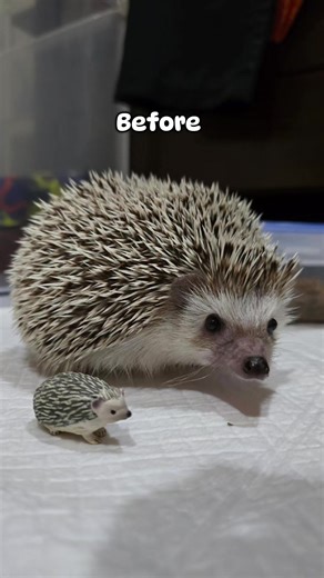 This is the lesson of someone who stole my food 🦔💢 #hedgehog #karubihedgehog #เม่นแคระ #hedgehogsoftiktok #fyp