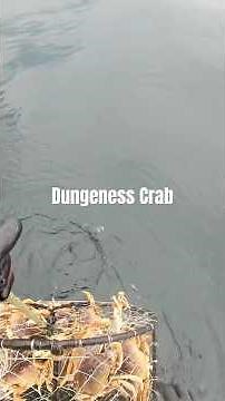 Central Oregon Coast Crabbing #fishing #crab #seafood #dungenesscrab #pnw #oregon
