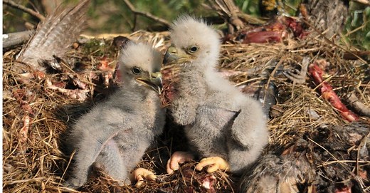 Baby Eagles: 6 Amazing Facts & 6 Eaglet Pictures!