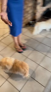 “It really is about Princess Peaches.” 👑🐾 Here she is, confronting Diann and very clearly expressing her outrage. No words needed — the look says it all. Because when you’re royalty, everything is personal… and Princess Peaches never misses a chance to make her feelings known. 💅🐶 | Pekingese Haven - NPC 2015/397299/08