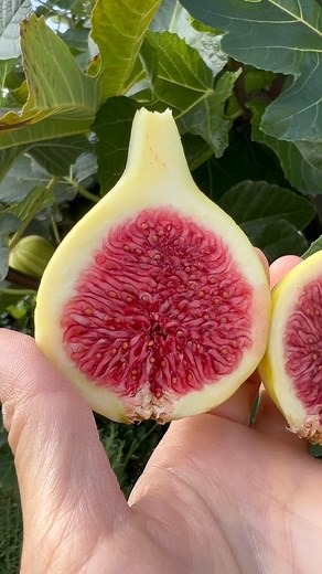 Cheninmotion on Instagram: "PANACHE TIGER STRIPE FIG: Harvesting this beauty until the last fruit is hanging from this fig tree. The Panache is mildly sweet taste, full of flavor, and a bit of crunch in each bite. Grown with @drearthorganics Natural Wonder Organic Fruit Tree planting mix and fertilizer. #fig #figs #figtree #orchard #fruittree #fruittrees #organic #organically #organicgrow #organicgrowth #organicgrowing #homegrown #growfruit #growfruit"
