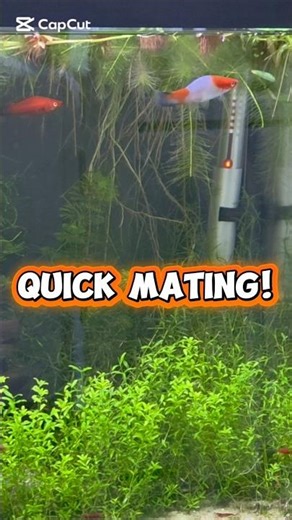 Male Meets Female Swordtail – Mating Starts!