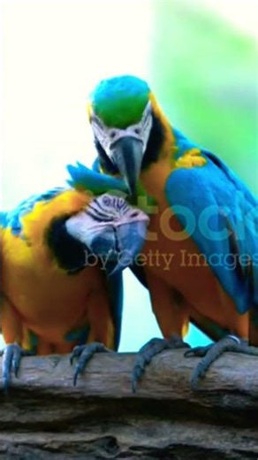 Why Macaws are the Cutest Animals on Earth #birds #shorts #viral #song #satender song