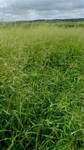 The front paddock pastures are seeding, and upon maturity, an abundance of standing hay will be available if not baled prior. This will facilitate a consistent regeneration of livestock feed. This paddock had pig manure spread over it 2 years ago. #regenerativefarming #SustainableFarming #regenerativeagriculture #pastures #grassseed #soilhealth #pigmanure | Swift's Ranch