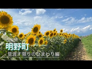 【山梨】ドライブ：明野のひまわり畑