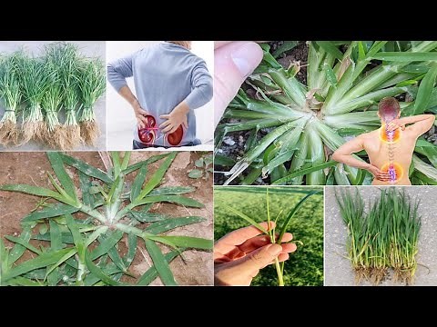 The Hidden Power of Goosegrass | The Unpretentious Wonder of Nature