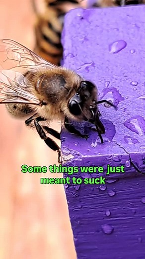 🥤🐝 The proboscis of a bee consists of a flexible inner mouthpart called a glossa, which is like a hairy tongue that laps at liguids, and stiff supporting structures to hold it in place. The mandibles hold the proboscis in place while in use. Bees can reach nectar deep inside flowers using their proboscis. #omnom #food #honey #flower #honeybee #bee #beesofinstagram #homeiswheremyhiveis | Home is where my Hive is