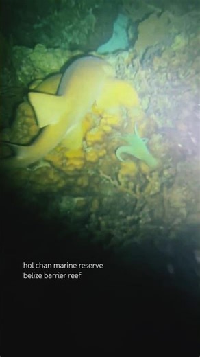 #octopus narrowly escapes nurse shark / #belize #coralreef #underwater #shortsfeed #shortsviral