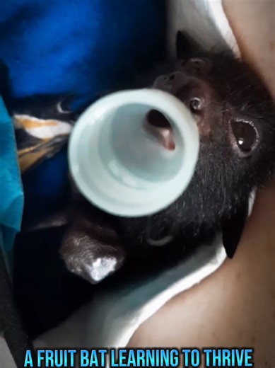 Xena the Fruit Bat: Journey to Thrive