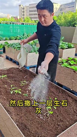 Spring planting has begun. First, prepare the vegetable patch. Quicklime can kill germs and insec...