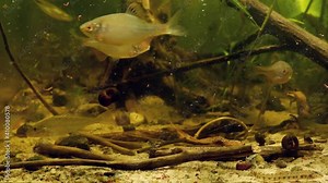 timid and careful wild juvenile common ruffe, European bitterling, ninespine stickleback eat frozen bloodworm and cyclops in European river biotope aquarium, wild captive fish