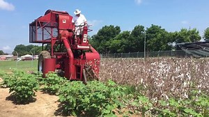 Cotton Picking Demonstration! The picker attachment originally sold for $7400. #rpru2018 #farmall #montgonery | Rachel Gingell
