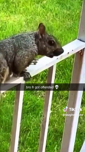 Funny Squirrel Memes Compilation