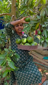 2.9M views · 10K reactions | Avocado Harvesting 陋陋 You can also harvest like this  Plant it now Order through Website - wayanadantouchgarden.com | Wayanadan Touch Garden | Facebook