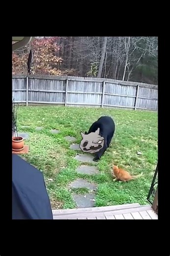 Zaratana home invasion but you bring cat with eat rock #memes #funny #mewgenics