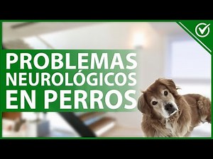 🐶 NEUROLOGICAL PROBLEMS in dogs | How to identify them, symptoms and tests 🐶
