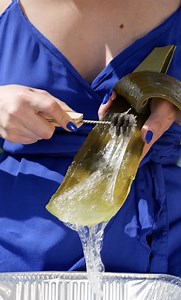 822K views · 403 reactions | This Aloe Vera Hack Might Just Be the Future of Eco-Building | Green Bean | Facebook