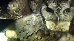 What's a sign that a patient is feeling better? They exhibit normal behaviors like this. This display is an example of one seriously angry owl, and it's the "thanks" we got when we offered him his dinner last night. He was not happy at our presence - which is exactly how a wild owl should be. He's telling us to back-off because look how large and powerful he is - and watch out - he's got a sharp beak and he knows how to use it! This is an Eastern Screech Owl that was admitted with serious leg in