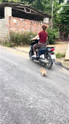 The baby monkey always followed its mother everywhere, running after her whenever she went.