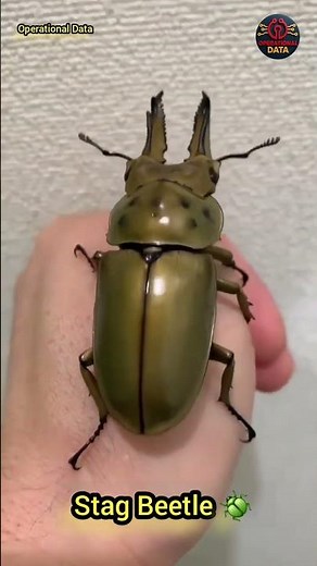 🤯 THIS INSECT is Worth ₹75 LAKH! Why the Stag Beetle is the World's Most Expensive Bug