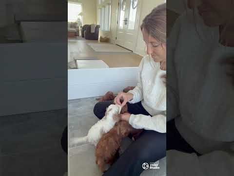 Golden Valley Cavapoo Puppies at 5 Weeks