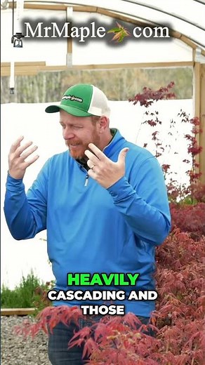 Acer palmatum 'Orangeola' Japanese Maple Cascading Beauty & Vibrant Colors!