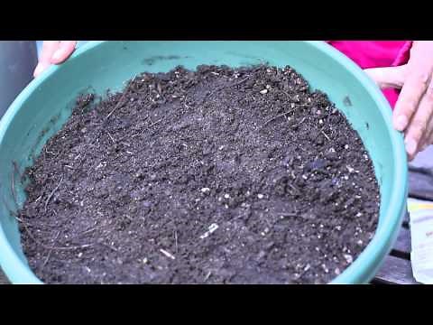 How Do I Germinate Sunflower Seeds? : Planting the Seed
