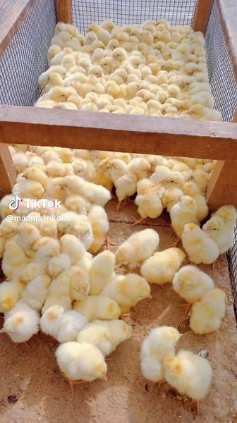 Hubbard broilers #poultryfarminginuganda #fyppppppppppppppppppppppp #viral #poultryuganda #poultryfarminguganda