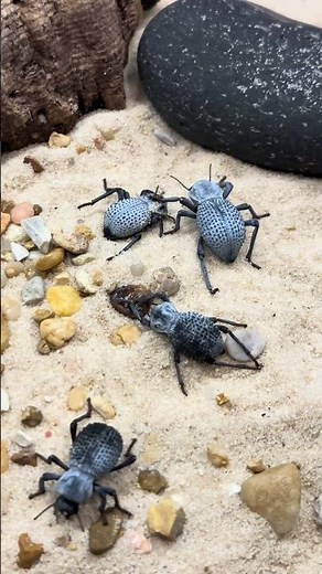 Ever heard of a blue death feigning beetle? These desert-native insect play dead to avoid predators.