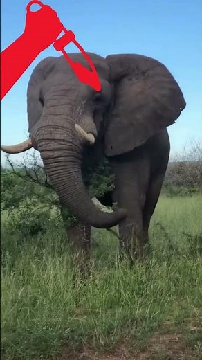 Amazing Facts About the King Cobra | The King of Snakes