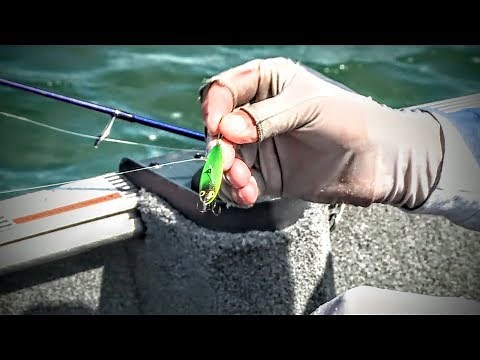 Best Colors for Great Lakes Coho Salmon