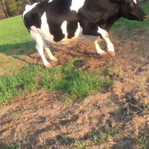 1.6M views · 138K reactions | Farm animals aren’t so different from the dogs and cats we love... They feel joy, form friendships, and want to live full lives—just like we do. Choosing plant-based is one simple way to show them kindness.  | Farm Sanctuary | Facebook