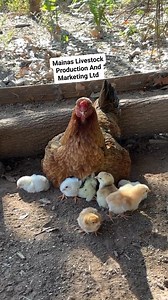 274K views · 5.5K reactions | Idan kana buqatar ilimin kiwon kajin...