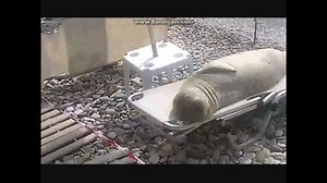 ロシアの海水浴客