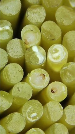 El gorgojo en silos y en pastas no aparece por casualidad…