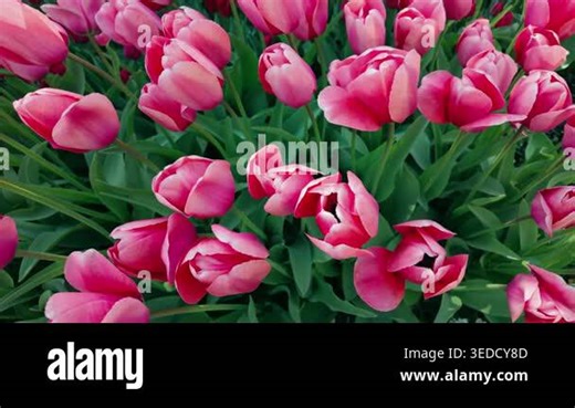 Pink tulips swaying in garden bed during spring daylight Stock Video Footage - Alamy