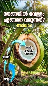 തേങ്ങയിൽ എങ്ങനെയാണ് വെള്ളം വരുന്നത് #keralapsc #factshorts #factvideo