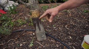 Top 4 Ways To Stop Codling Moth Garden Workshops: https://vasilisgarden.com/pages/workshops Find great products for your garden online at: www.vasilisgarden.com Real People, Real Gardens, Real Food! Maresi! 👍 #growingfood #organicgardening #growingvegetables #maresi #organicfood | Vasili's