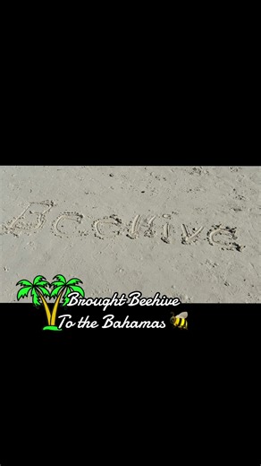 Beehive Homes of Smyrna🐝#2026 #bahamas #ocean #fypシ #fyp | Bee Hive