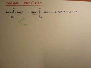 ENLACE PEPTÍDICO
