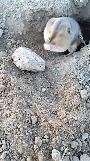 3.4M views · 10K reactions | Hard work wild mouse Don't distrub I'm hungry #reelsvideoシ #viralpost2025シ #viralreelsシ #reelsfbシ #trendingreelsvideo #videography #trendingnow #funny #mouse #short | Pronob Longmailai | Facebook