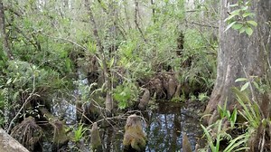 Corkscrew Swamp Sanctuary in the Florida Everglades