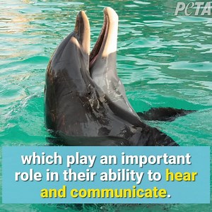 3.7M views · 4.9K shares | Tell SeaWorld that dolphins ARE NOT surfboards! | PETA (People for the Ethical Treatment of Animals) | Facebook