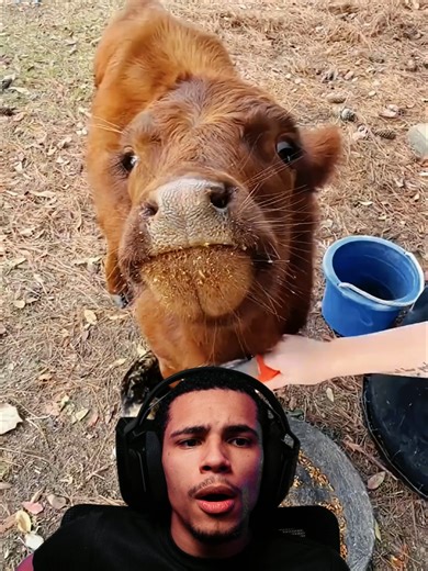 Os Bois Crescem Menos do Que Esperamos?