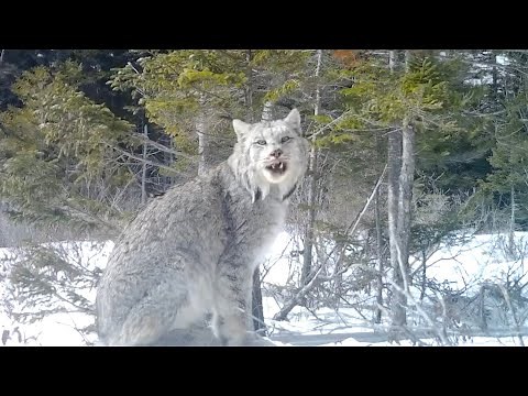 Canada lynx screams while walking past Maine trail camera