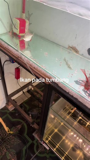 Krisis di Aquarium: Ikan Mati dan Solusi Bersihkan