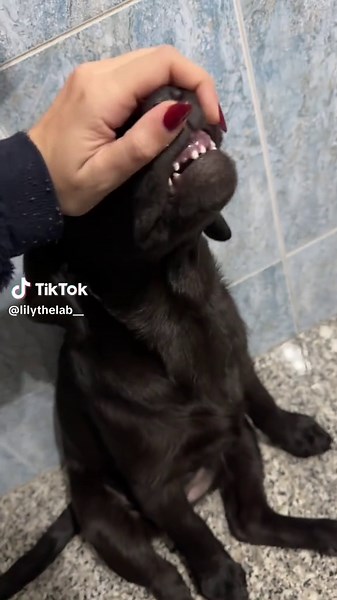 Fui una pidaña… pero al menos una pidañita adorable 😋🐾 #labrador #labradorretriever #puppy #dog #black