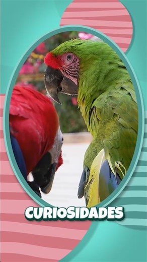 🦜 ¿Sabías este dato sorprendente sobre los loros?